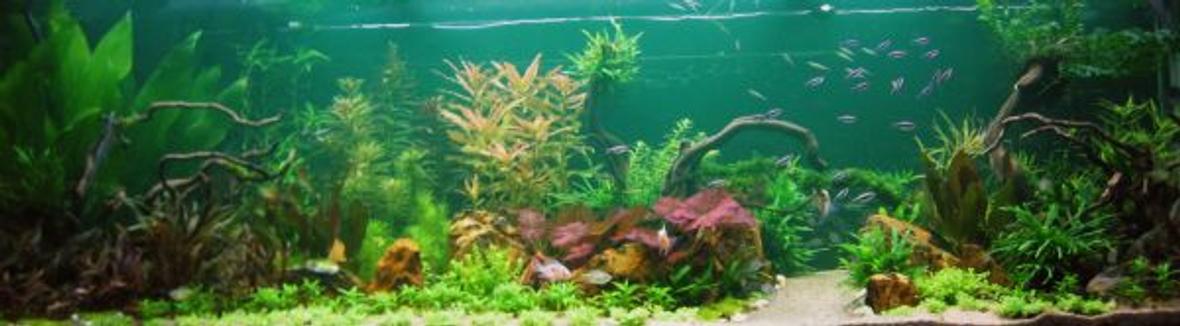 190 gallons planted tank (mostly live plants and fish) - My tank.