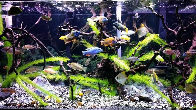 90 gallons freshwater fish tank (mostly fish and non-living decorations) - My 90g Peacock / Hap tank