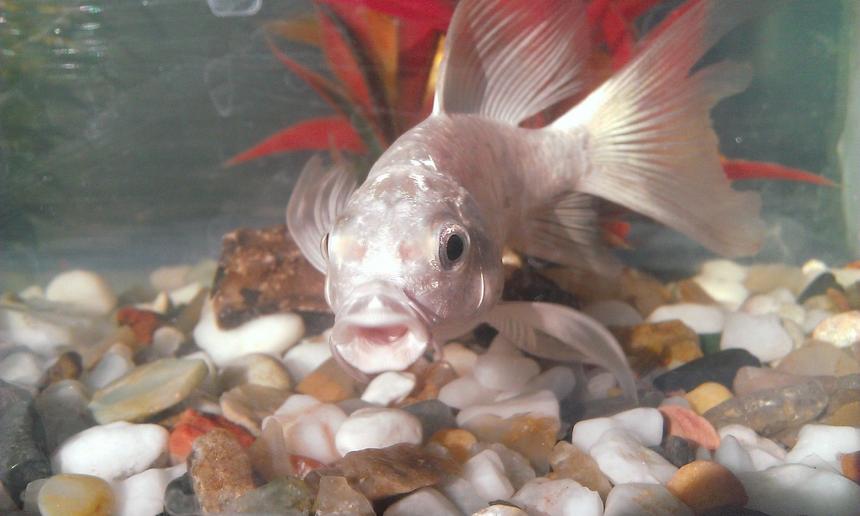 Rated #30: Freshwater Fish - Cyprinus Carpio - Butterfly Koi Stocking In 60 Gallons Tank - BUTTERFLY MILKY CARP