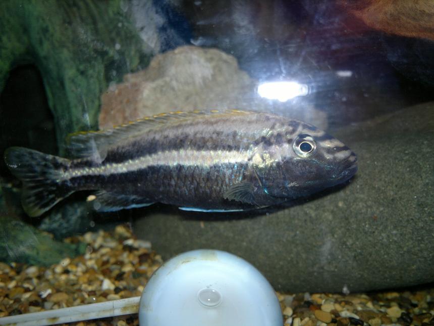 Rated #35: Freshwater Fish - Melanochromis Auratus - Auratus Cichlid Stocking In 45 Gallons Tank - My lovely Auratus Male!
