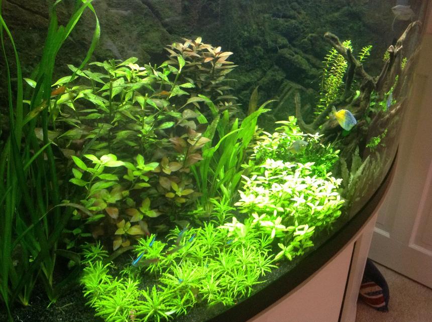 Rated #9: Fish Tank Picture - Another view