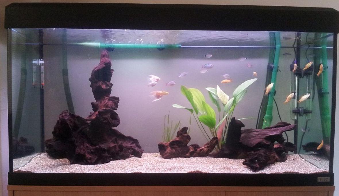 55 gallons freshwater fish tank (mostly fish and non-living decorations) - my 55 gallon tank, lots of bogwood, Angel fish, Tetras and dwarf rainbow fish