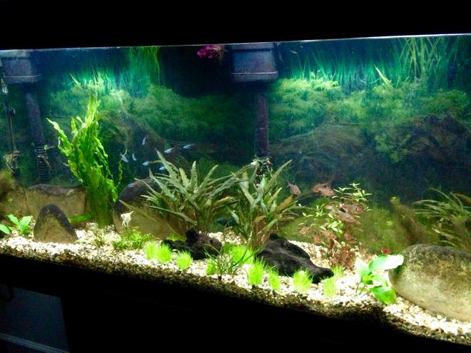 55 gallons planted tank (mostly live plants and fish) - a 55 gallon with some plants and young angels