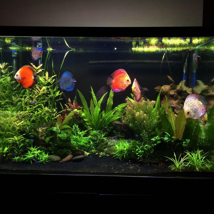 Rated #14: 90 Gallons Planted Tank - Planted Discus tank