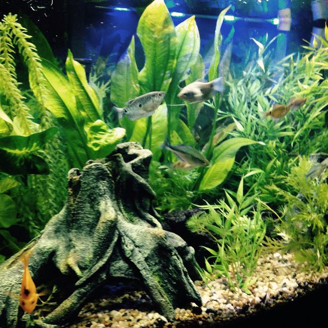 40 gallons freshwater fish tank (mostly fish and non-living decorations) - They respond to my presents