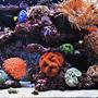 240 gallons reef tank (mostly live coral and fish) - 240g Mixed Reef Tank