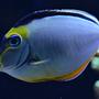 saltwater fish - naso lituratus - naso tang stocking in 240 gallons tank - My Lipstick Tang
