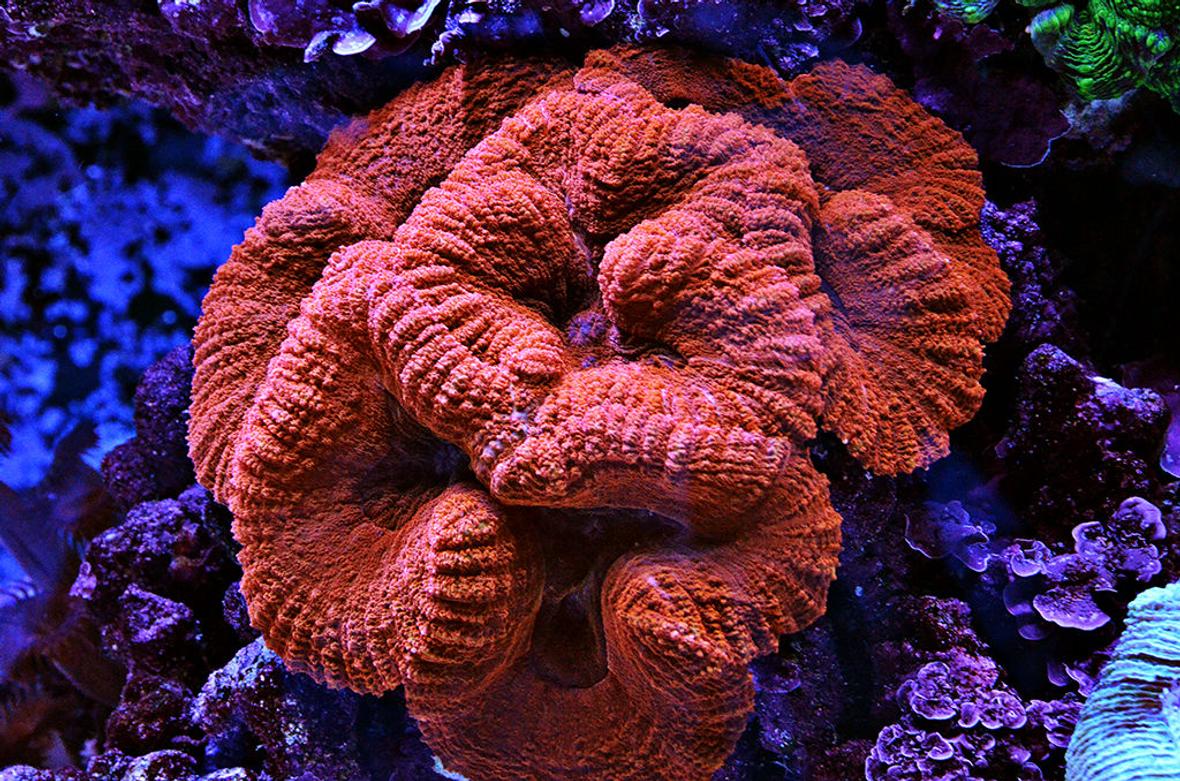 corals inverts - lobophyllia hemprichii - brain coral stocking in 240 gallons tank - Red Lobo