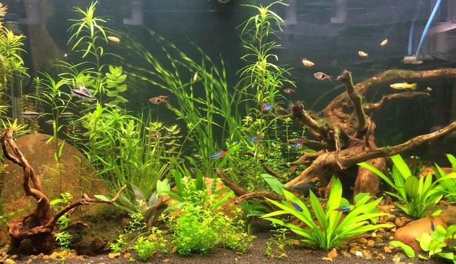 56 gallons planted tank (mostly live plants and fish) - My Planted 55g