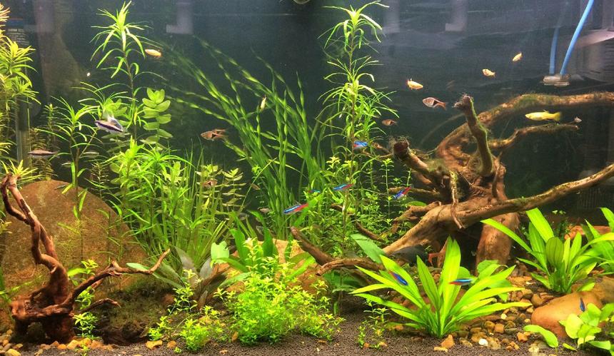 Rated #18: 56 Gallons Planted Tank - My Planted 55g