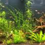 56 gallons planted tank (mostly live plants and fish) - My Planted 55g