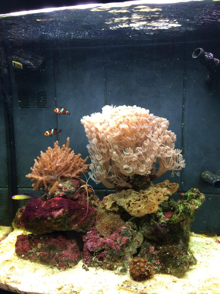 Rated #37: 1 Gallon Reef Tank - Live corals, clowns, Shrimp, snails, crabs, gramma, fire fish:-)