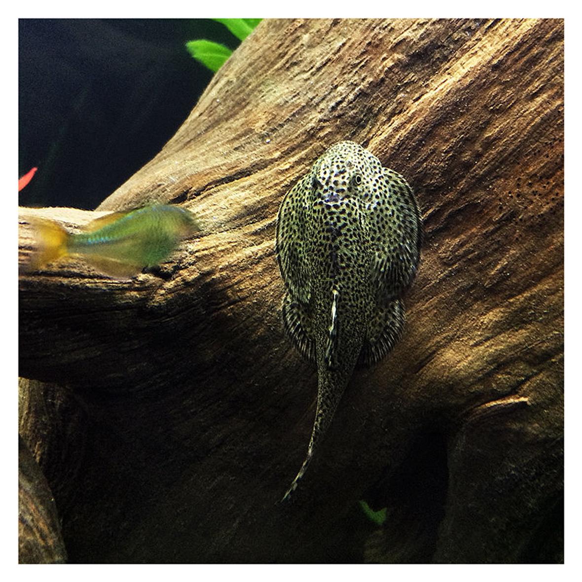 freshwater fish - beaufortia kweichowensis - butterfly hillstream loach stocking in 60 gallons tank - My hillstream loach chowing down on some driftwood. There's also a (very motion-blurred) dwarf rainbow fish trying to get a closer look at it.