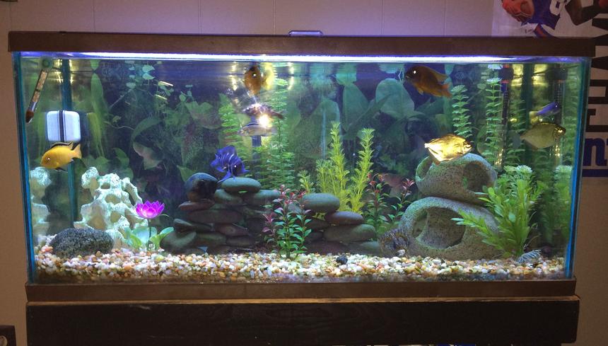 Rated #34: Fish Tank Picture - African Cichlids