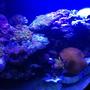 fish tank picture - Corals and Fish
