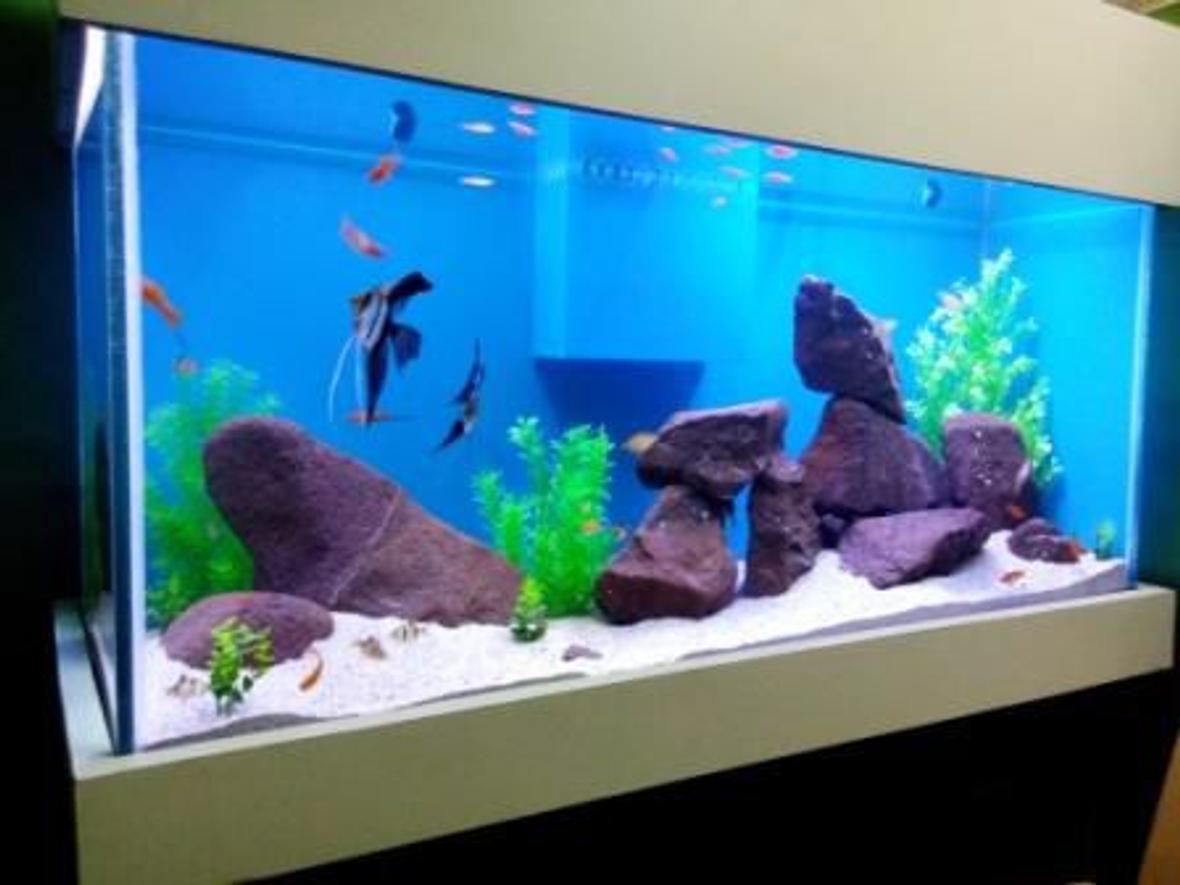 100 gallons freshwater fish tank (mostly fish and non-living decorations) - Freshwater Tank