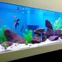 100 gallons freshwater fish tank (mostly fish and non-living decorations) - Freshwater Tank