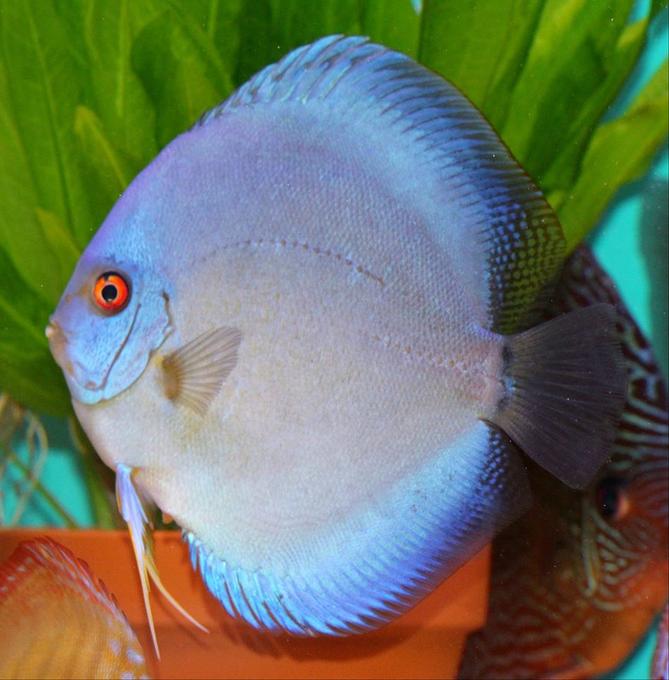 freshwater fish - symphysodon sp. - blue diamond discus stocking in 100 gallons tank - Ricky Lim Reflection D