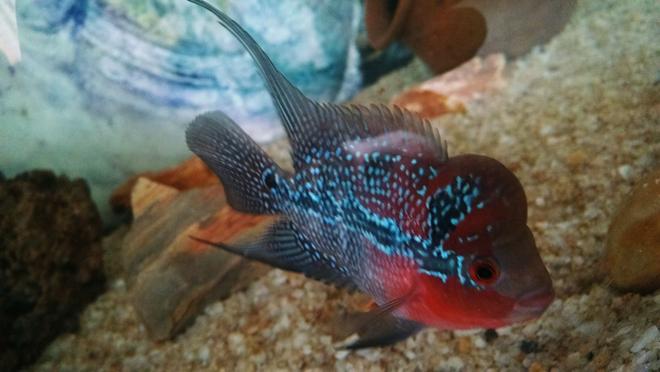 freshwater fish - cichlasoma sp. - flower horn cichlid stocking in 500 gallons tank - Flowerhorn... Pls rate..