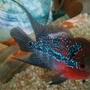freshwater fish - cichlasoma sp. - flower horn cichlid stocking in 500 gallons tank - Flowerhorn 3 inches... Pls rate it