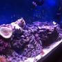50 gallons reef tank (mostly live coral and fish) - Growing reef tank 7 months in.