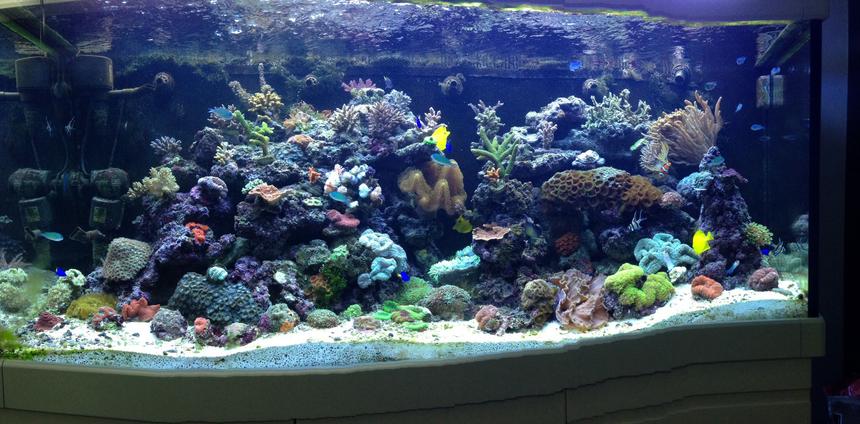 Rated #4: 65 Gallons Reef Tank - My tank