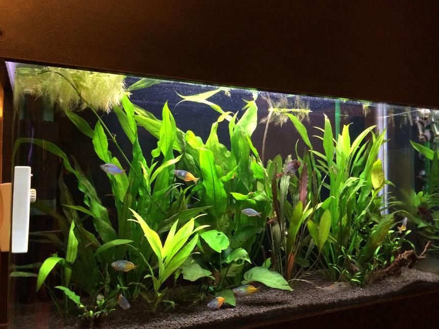 Rated #24: 63 Gallons Planted Tank - tank