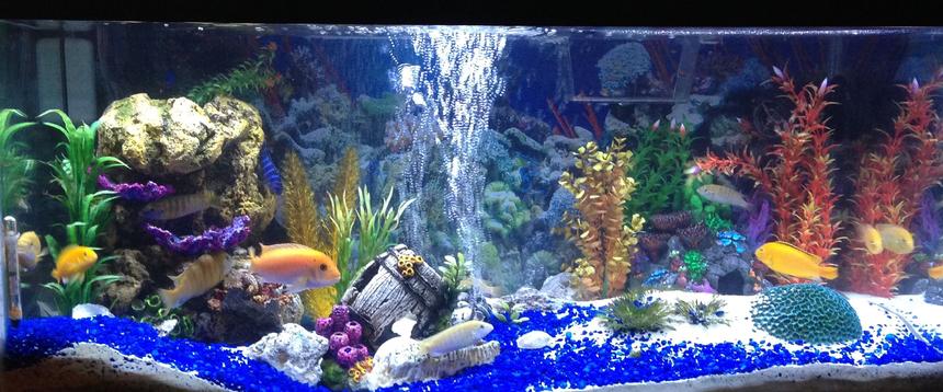 Rated #752: 40 Gallons Freshwater Fish Tank - African cichlid tank