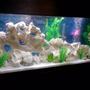 55 gallons freshwater fish tank (mostly fish and non-living decorations) - Texas Holy Rock Freshwater mix tank.