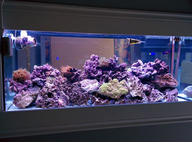 75 gallons reef tank (mostly live coral and fish) - Here Is my 11 month old new thank setup update. i added alot of soft coral and anomies !