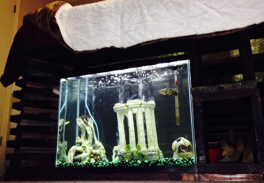 Rated #126: 37 Gallons Freshwater Fish Tank - 37 gallon tank built in under my bed where my dog gets to look at the fish while he is in his "room"