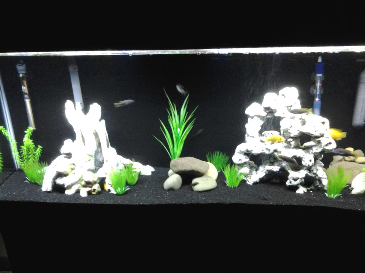 55 gallons freshwater fish tank (mostly fish and non-living decorations) - 55 gallon African cichlid tank with Yellow labs, acei, cory catfish, and Chinese algae eaters.