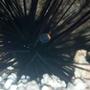 corals inverts - diadema setosum - longspine urchin, black stocking in 40 gallons tank - long spine urchin