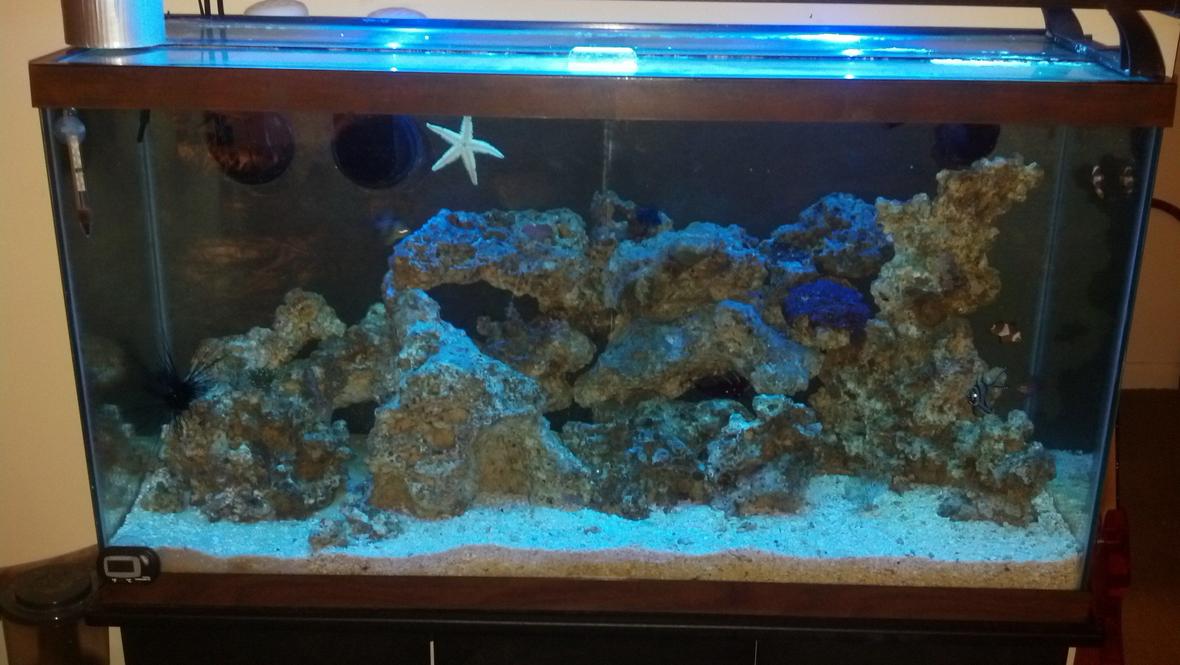 40 gallons saltwater fish tank (mostly fish, little/no live coral) - tank