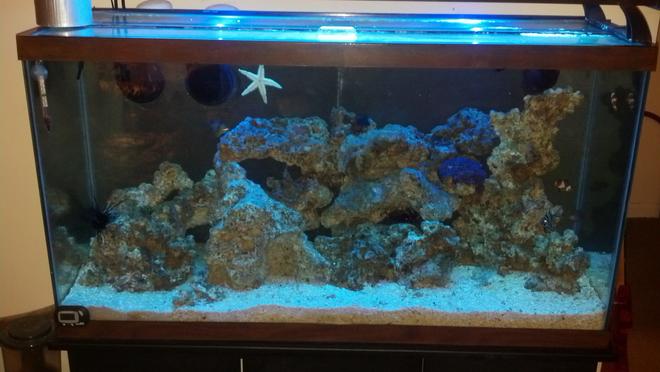 40 gallons saltwater fish tank (mostly fish, little/no live coral) - tank