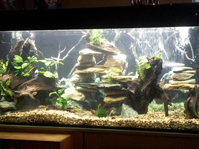 65 gallons planted tank (mostly live plants and fish) - new set up 3.0 
anubias,dwarf crybensis, black neon, black ghost, clown loach,