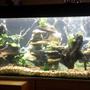 65 gallons planted tank (mostly live plants and fish) - new set up 3.0 anubias,dwarf crybensis, black neon, black ghost, clown loach,