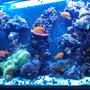 90 gallons reef tank (mostly live coral and fish) - Loving my reef