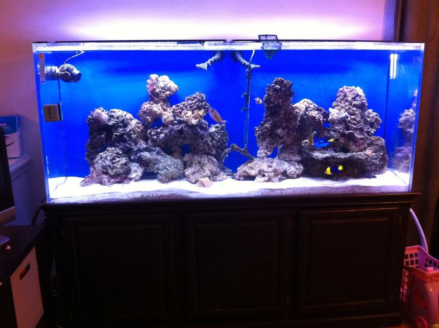 Rated #186: 225 Gallons Saltwater Fish Tank - 225 gal saltwater fish tank one month 'old'