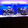 225 gallons saltwater fish tank (mostly fish, little/no live coral) - 225 gal saltwater fish tank one month 'old'