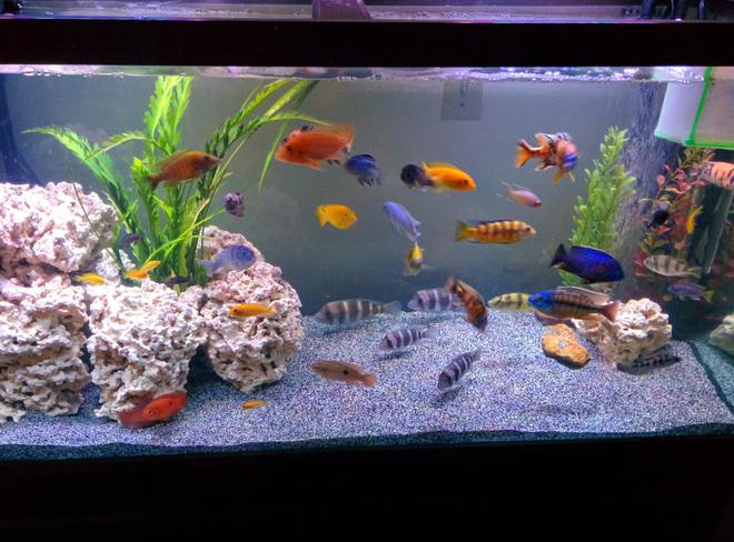 90 gallons freshwater fish tank (mostly fish and non-living decorations) - Waiting on new sand to settle.