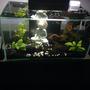 6 gallons freshwater fish tank (mostly fish and non-living decorations) - 6 gallon nano tank in progress. Only 3 months old. Advice is welcome !
