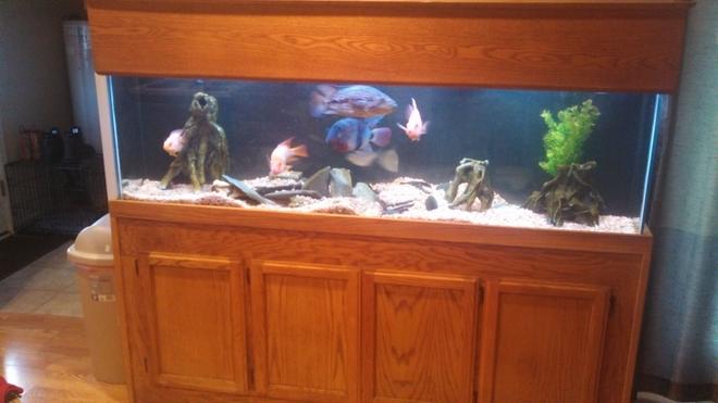 125 gallons freshwater fish tank (mostly fish and non-living decorations) - Current set up