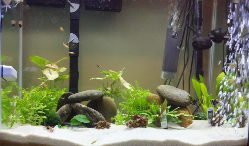 Rated #66: 56 Gallons Planted Tank - 56g 3 Weeks