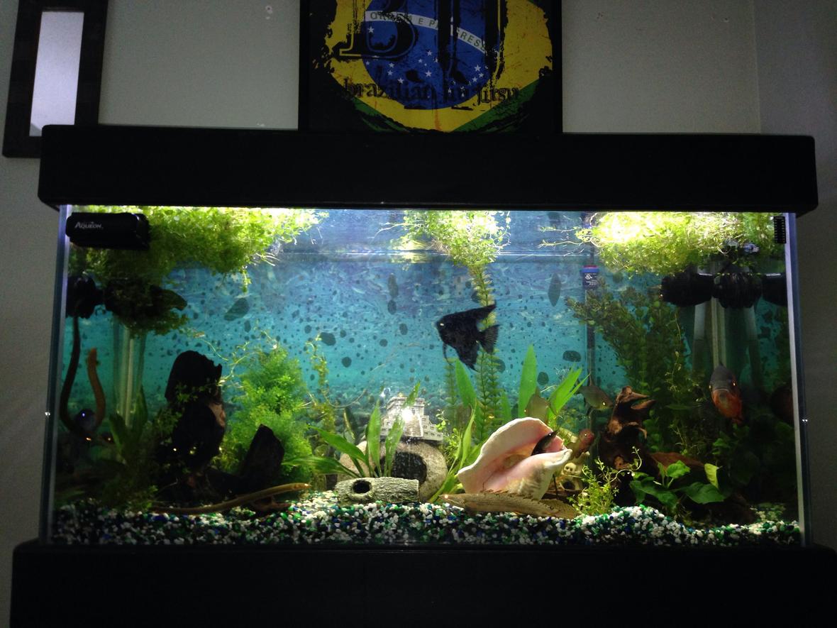 90 gallons planted tank (mostly live plants and fish) - This amazon river inspired fish tank is a diverse ecosystem with predators from all around the world. I wish i could give you the technical names but I do not know half of them. The Alpha in the tank is Oscar. He must hunt fast though multiple sharks circle underneath waiting for their chance to pounce. Any fish who dare swim near the river floor must be aware of the many eels, rope fish and ghost knifes waiting to attack. And be on the look out for the twin Dragons. Always looking for prey to thrash to pieces. With both natural and artificial plant life this habitat is a thriving ecosystem that you don't want to miss!