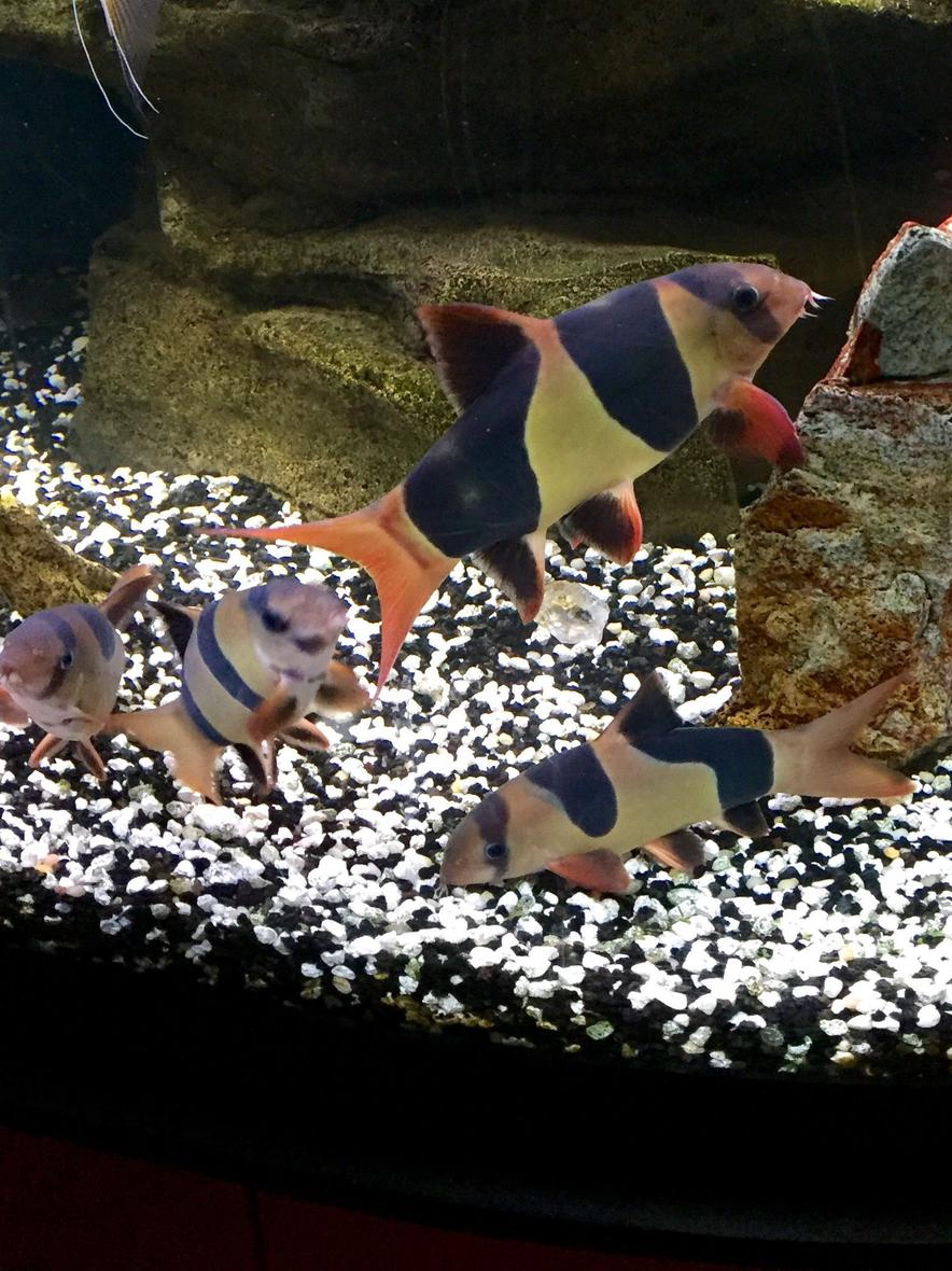 freshwater fish - botia macracantha - clown loach stocking in 95 gallons tank - My 20 year old Clown Loach got him in 1994 . The smaller guys are about 8 years.