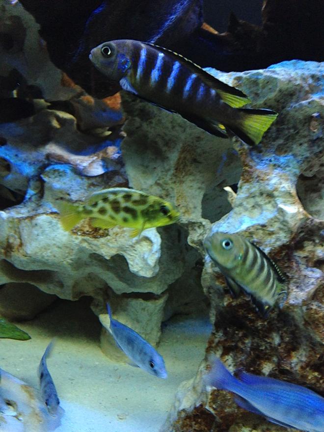 freshwater fish - nimbochromis venustus - venustus cichlid stocking in 150 gallons tank - Chewere, Venestus, Moorii