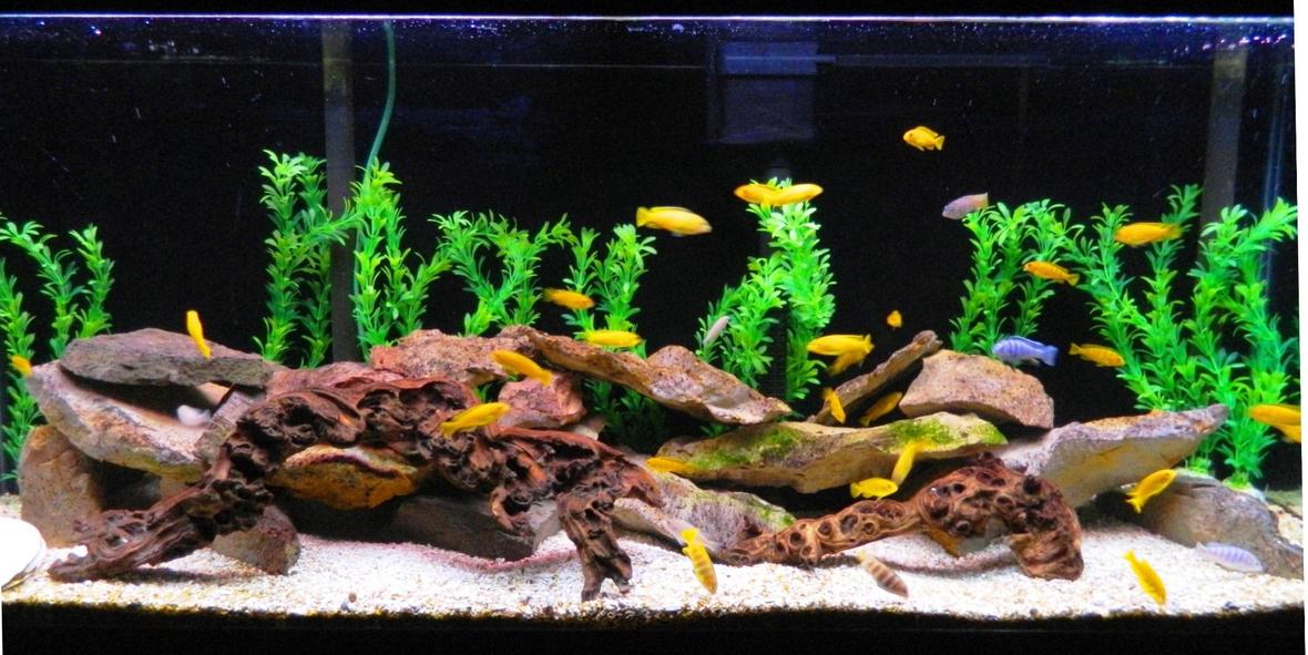 55 gallons freshwater fish tank (mostly fish and non-living decorations) - Pseudotropheus Saulosi, dominant male completed the color change with several other males right behind him. A few clown lab and BN pleco to keep them company. Algae covered lime stone and African roots give them plenty of places to hide.