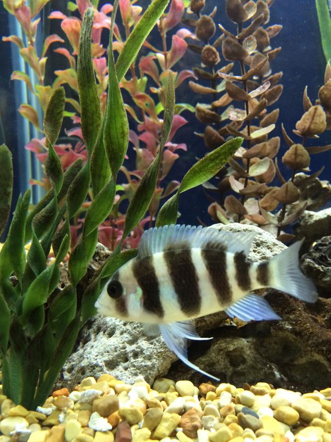 freshwater fish - cyphotilapia frontosa - frontosa cichlid stocking in 75 gallons tank - Young Frontosa