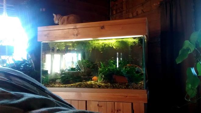 90 gallons freshwater fish tank (mostly fish and non-living decorations) - 90 gal freshwater tank with Blood Parrots, loaches, guppies and cories